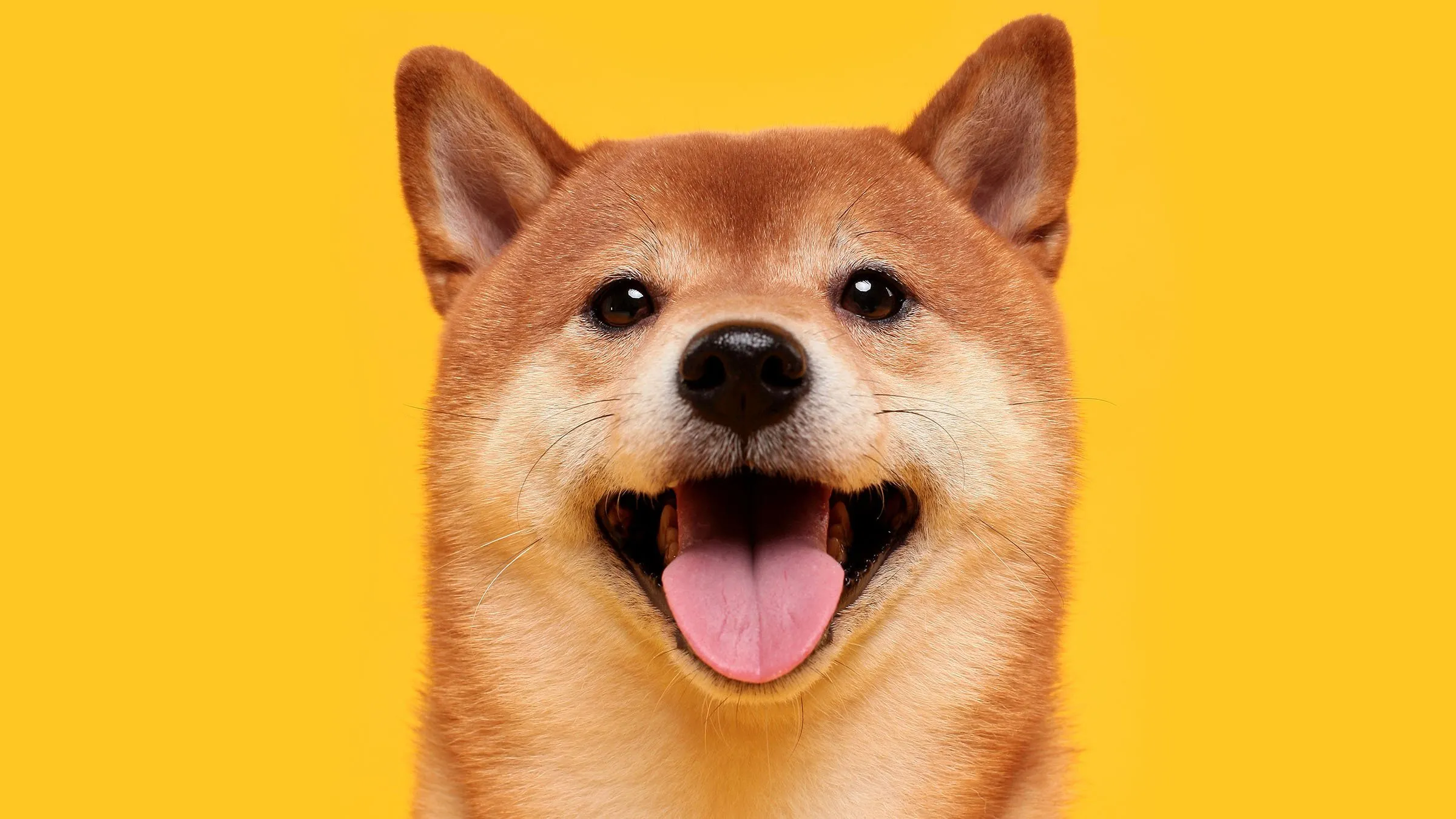 Shiba Inu, Dogecoin's mascot. Image: Shutterstock