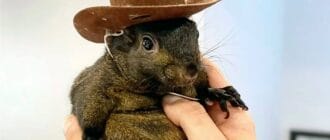 3888b686937d897a1613c8ca2fbc212f - Peanut the Squirrel price plunges 17% as this ICO targets $5M