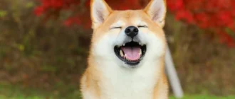 6999a43475785e6b950ebd1af462cb39 - Dogecoin Shorts are Rekt when Meme Coin Prices Pump Again